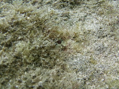 Parablennius