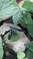 Uranophora terminalis