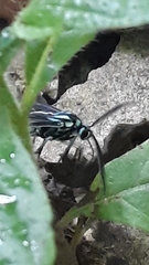 Uranophora terminalis