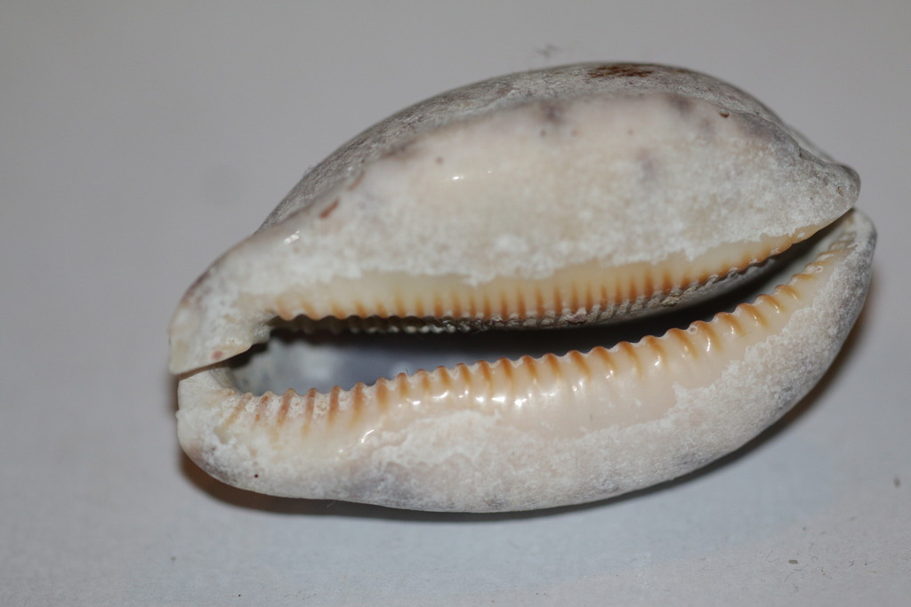 Arabian Cowrie (Mauritia arabica) — recorded at Shark Point