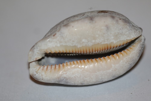 Arabian Cowrie (Mauritia arabica)