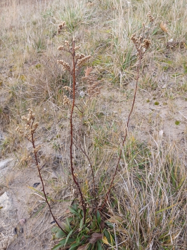Lake Huron Goldenrod (Solidago hispida)