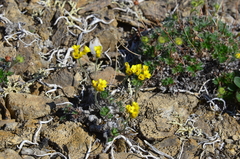 Draba corymbosa