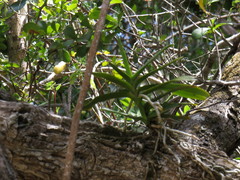 Cyrtorchis arcuata arcuata