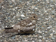 Chordeiles gundlachii