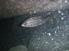 Parapristipoma octolineatum