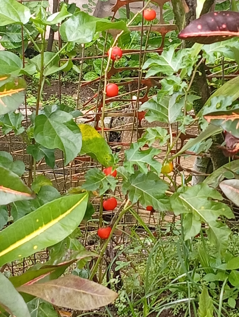 Solanum lycopersicum