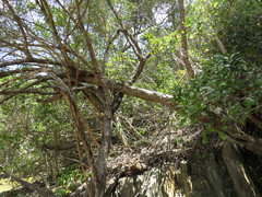 Cyrtorchis arcuata arcuata