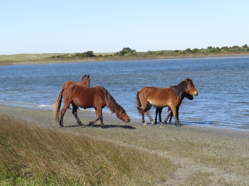 Domestic Horse photographed in North Carolina