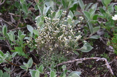 Draba nivalis
