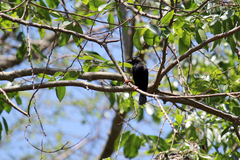 Ploceus nigerrimus