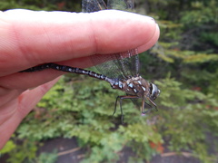 Aeshna interrupta interrupta