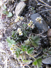 Draba nivalis