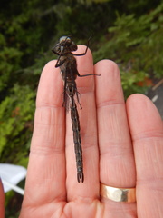 Aeshna interrupta interrupta