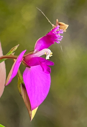 Ridged Fasepea (Polygala refracta)