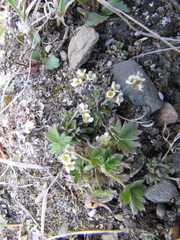 Draba nivalis