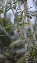 Sesbania grandiflora