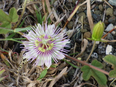 Passiflora santiagana