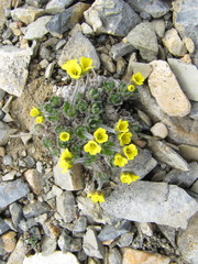 Draba palanderiana