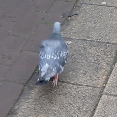 Columba livia domestica
