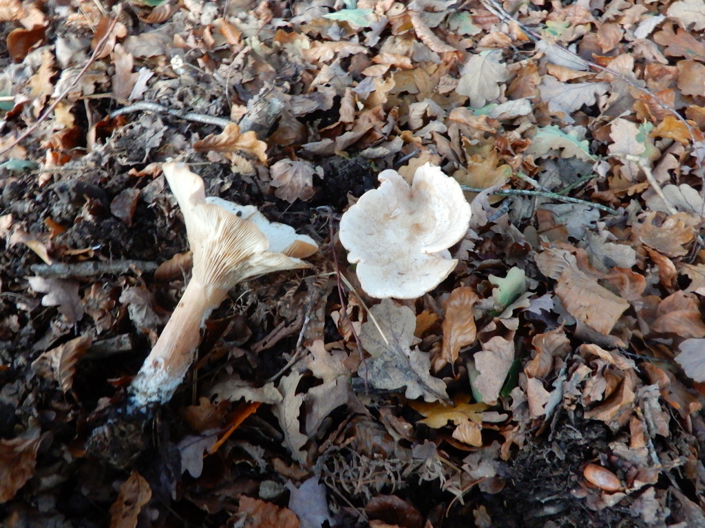 Infundibulicybe geotropa · November 2025 · photo: © cryptomarasmius (iNaturalist, cc-by)