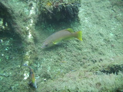 Bodianus scrofa
