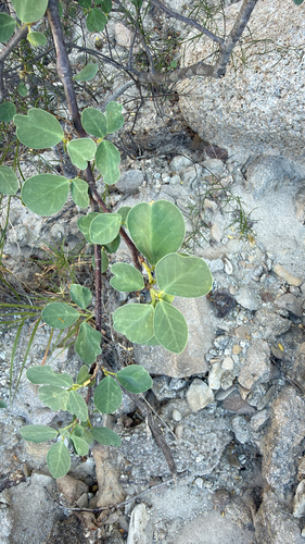Hinds Spurge (Euphorbia hindsiana)
