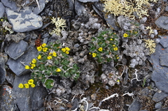 Draba pilosa