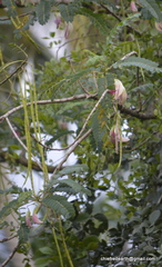 Sesbania grandiflora