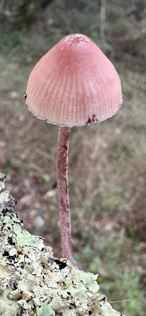Mycena haematopus · November 2025 · photo: © ruir1963 (iNaturalist, cc-by)