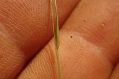 Microlaena carsei