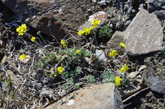 Draba pilosa