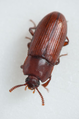 Uloma culinaris