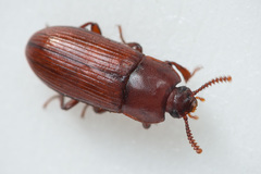 Uloma culinaris