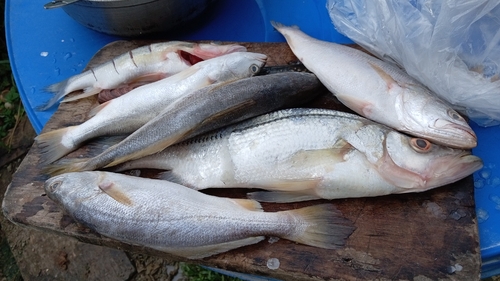 Longneck croaker (Pseudotolithus typus) — Sciaenidae — 3