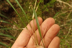 Microlaena carsei