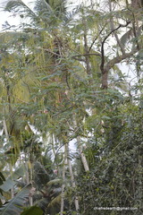 Sesbania grandiflora