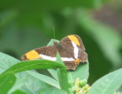 Adelpha syma