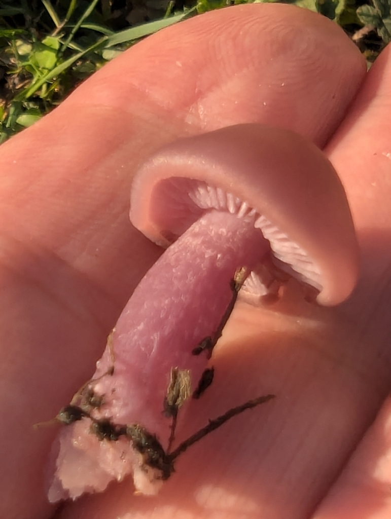 Collybia sordida · November 2025 · photo: © pilmar (iNaturalist, cc0)