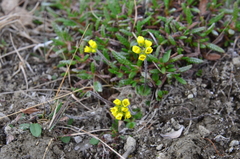 Draba pilosa