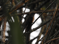 Campylopterus largipennis