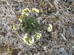 Draba lactea