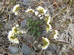 Draba lactea