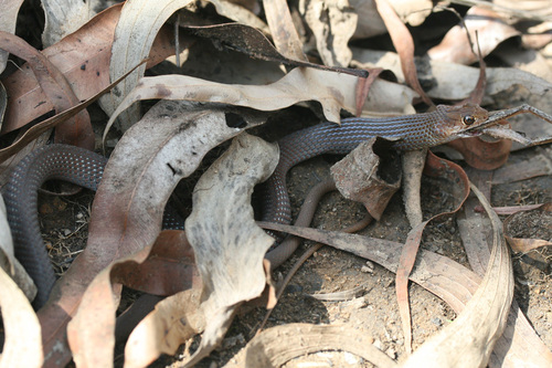 Lesser Black Whipsnake sighting