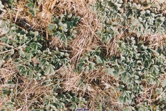 Potentilla cinerea