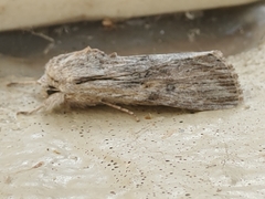 Spodoptera albula