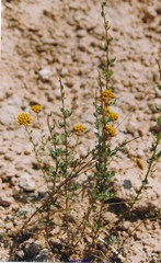 Achillea ageratum