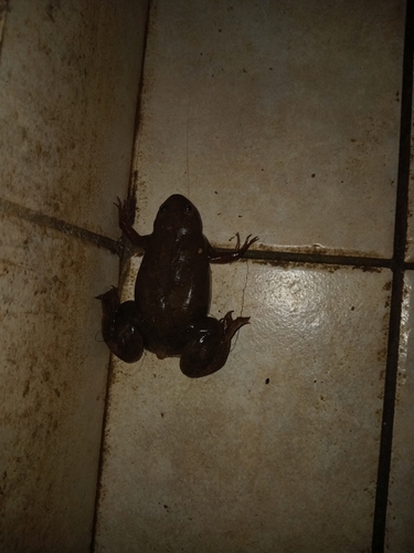 Müller's Clawed Frog