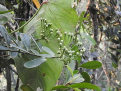 Marcgraviastrum mixtum