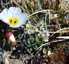 Draba subcapitata